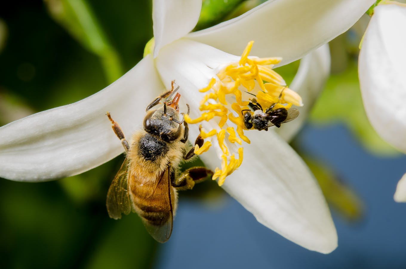 Honeybee vs stingless bee size