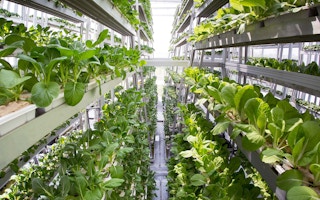Sky Greens’ vertical farming systems in the background. Each vertical tower requires only 40 watts of electricity to operate—the equivalent of one lightbulb. Image: Sky Greens