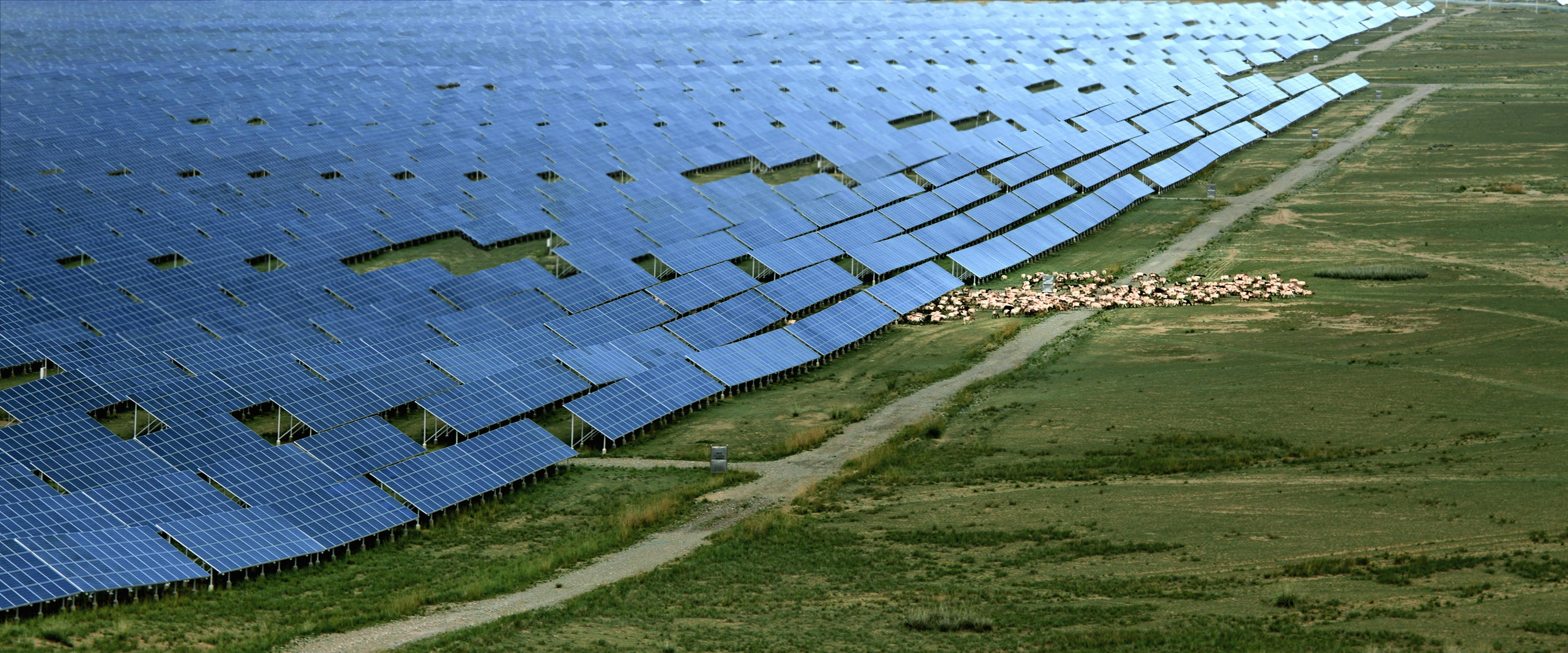 Huawei solar panels with sheep
