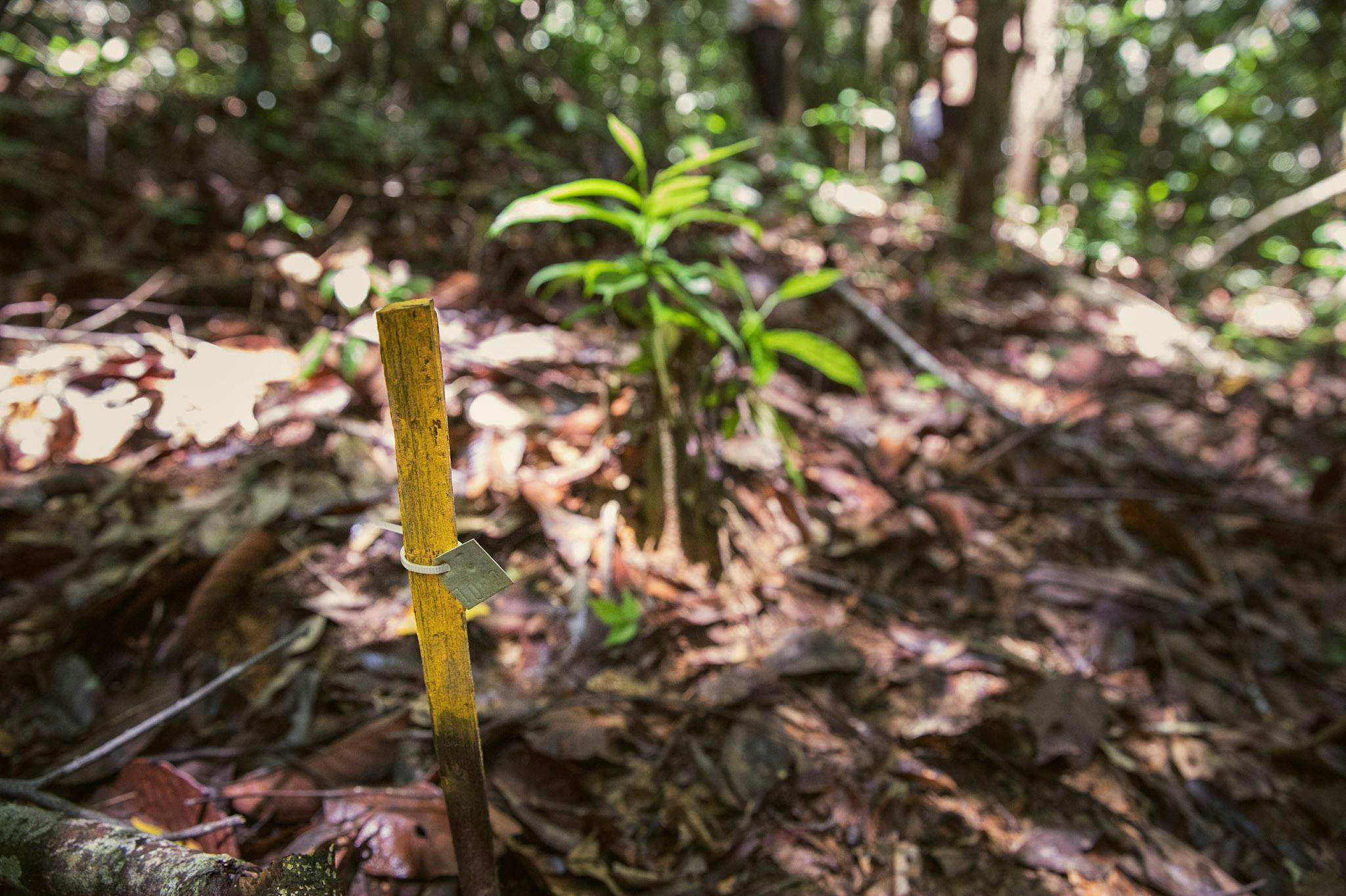 IKEA launches new rainforest research lab based on reforestation work in Malaysi...