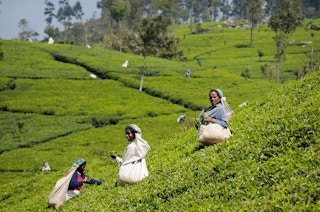Sri Lanka tea workers