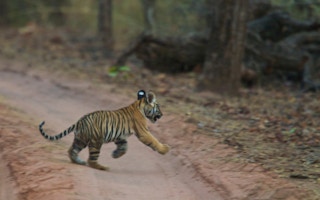 A tiger cub crosses the road in Bandhavgarh National Park, India.