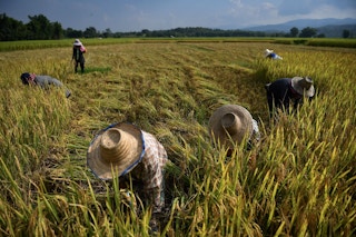 Northern Thai rice farmers
