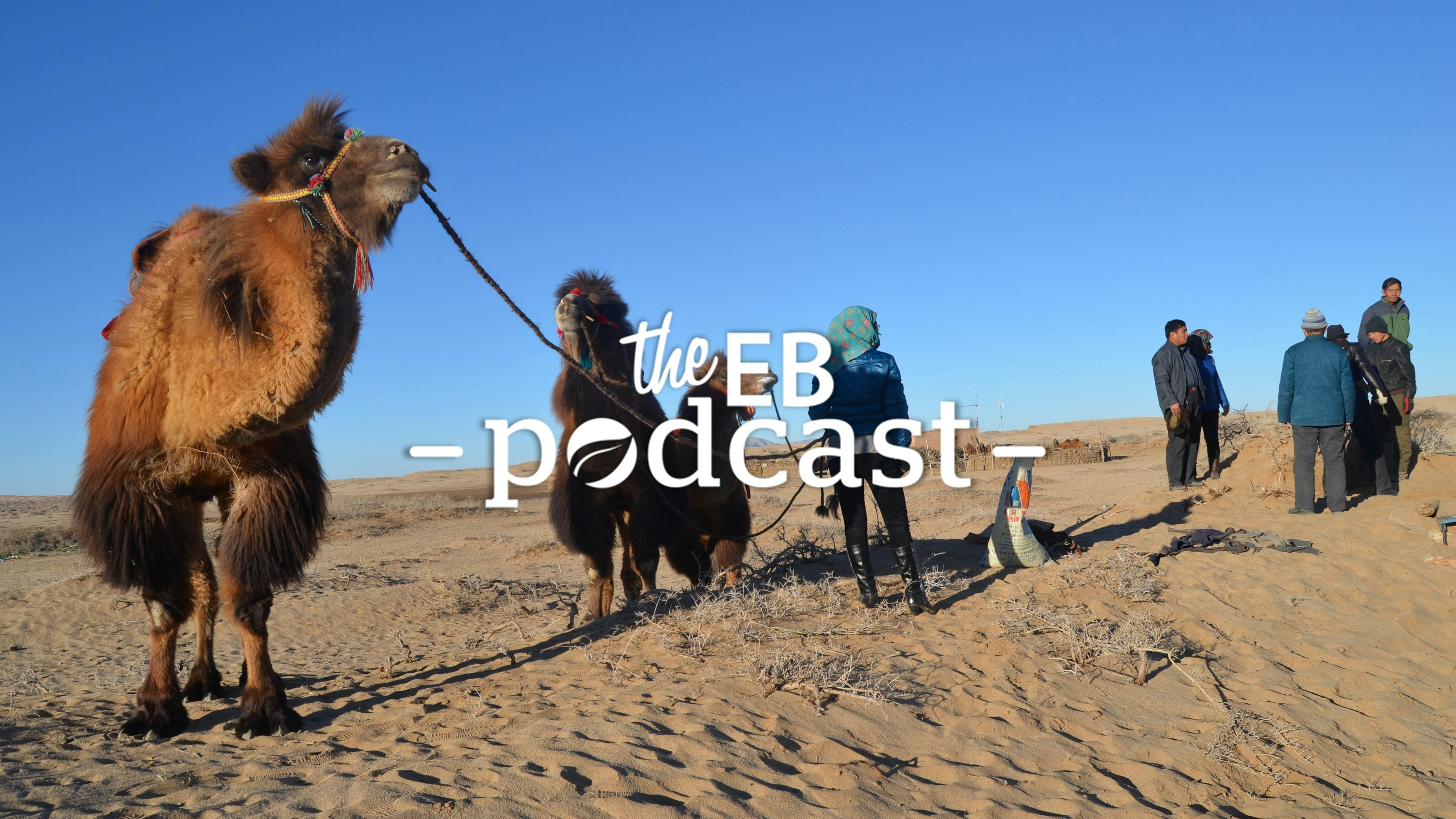 EB Podcast camel herders in Alasha