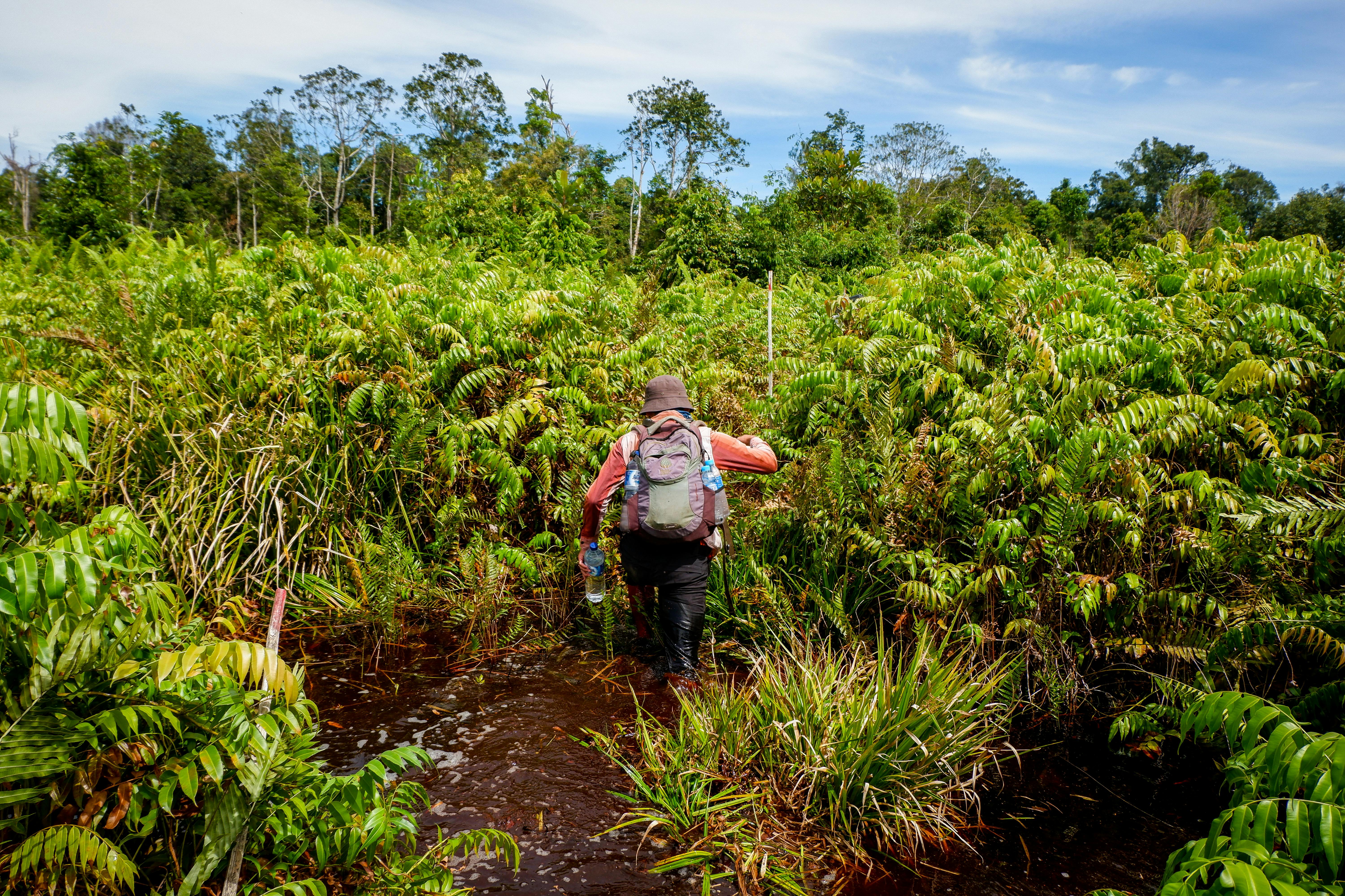 Tropical peat swamp forest carbon monitoring, Central Kalimantan