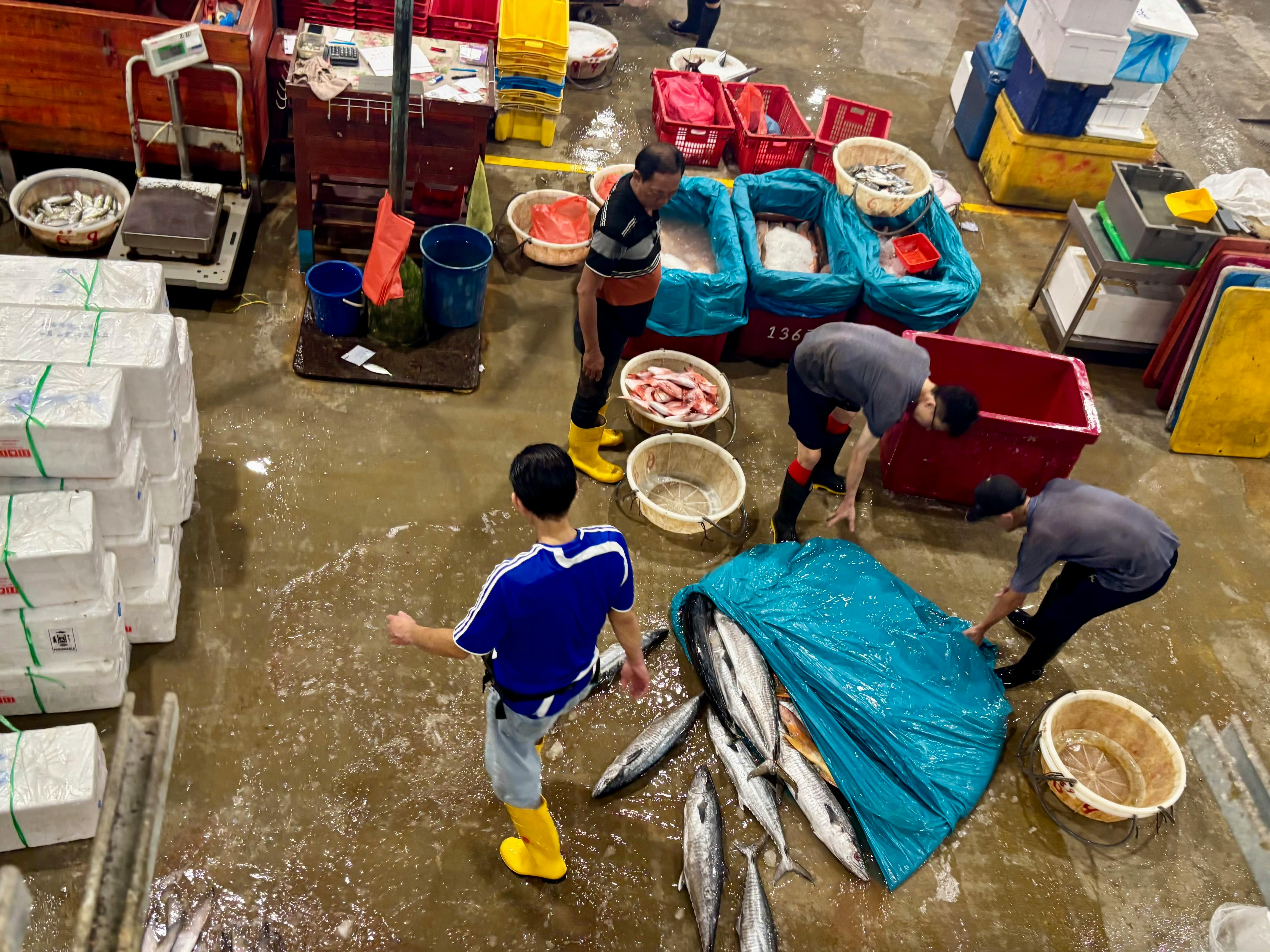 Spanish mackerel being unloaded at Jurong Fishery Port