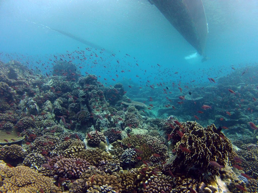 Verde Island corals