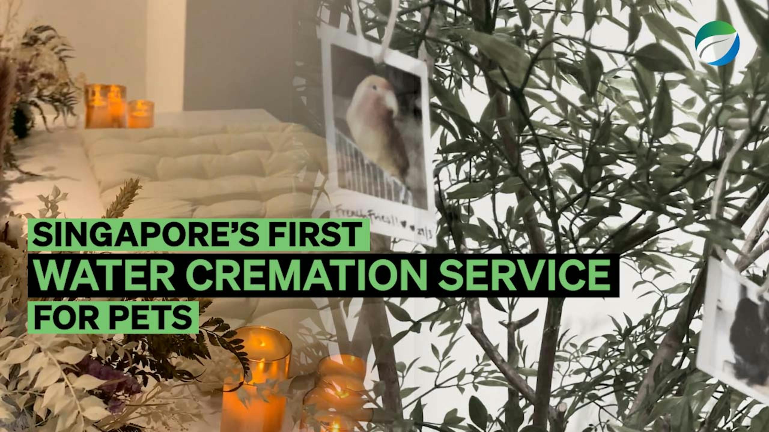 The Green Mortician is Singapore's first water cremation service