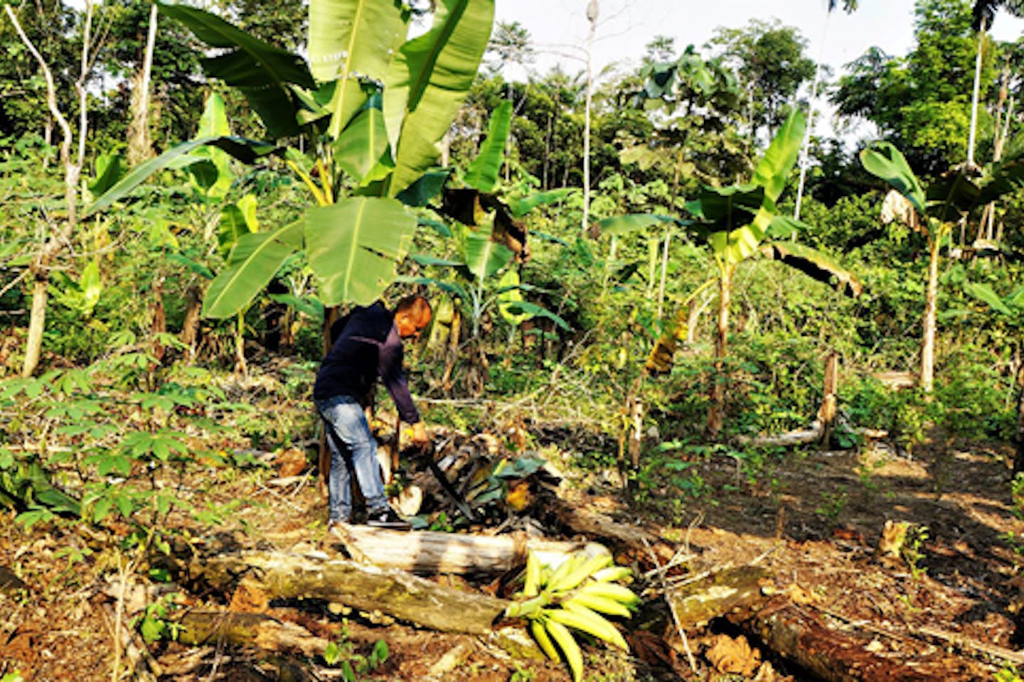 indigenous agriculture
