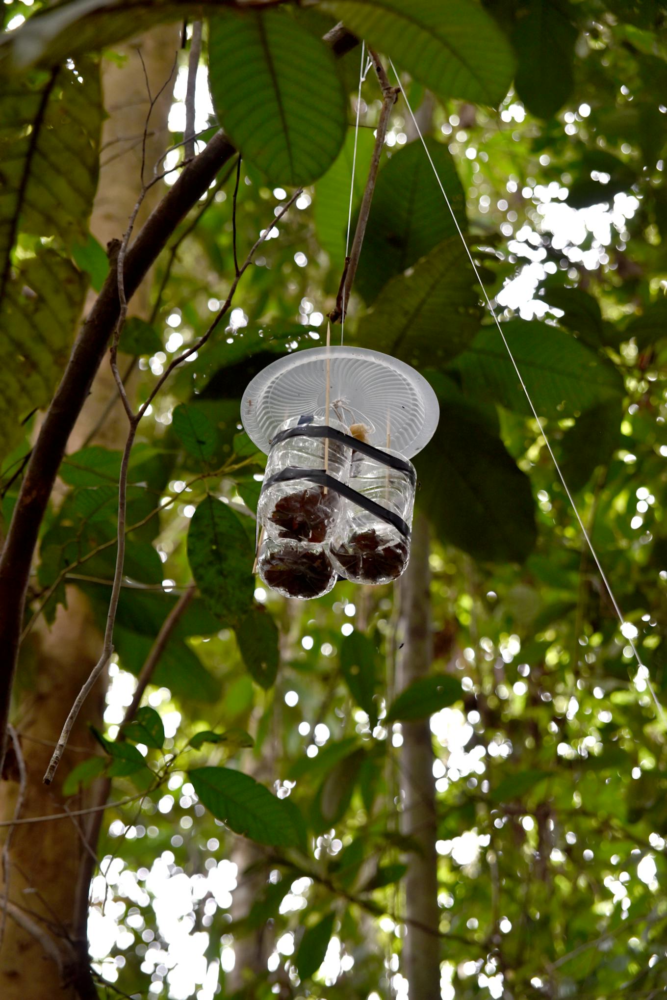 Hanging dung beetle trap