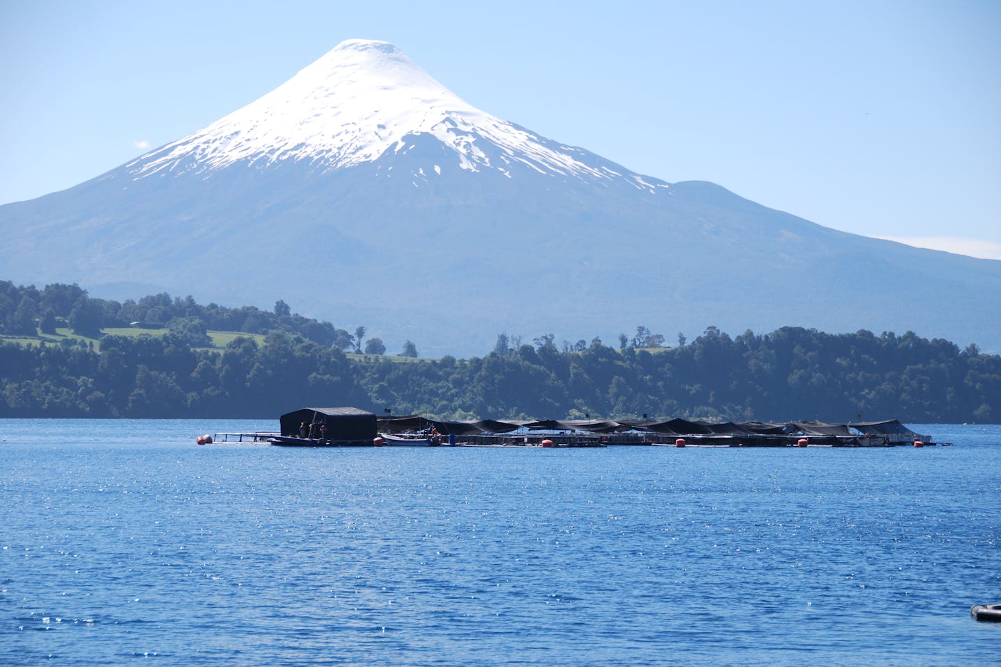 salmon farming in Chile