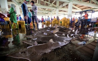 White-spotted guitarfish at a fishing port in Central Java