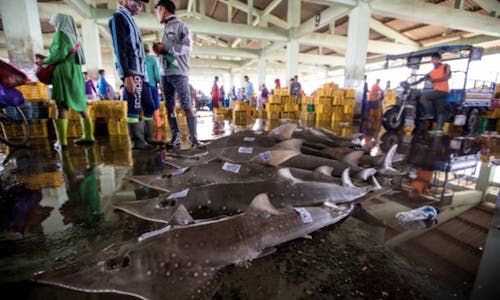 Overfishing threatens to wipe out bowmouth guitarfish in Indonesia