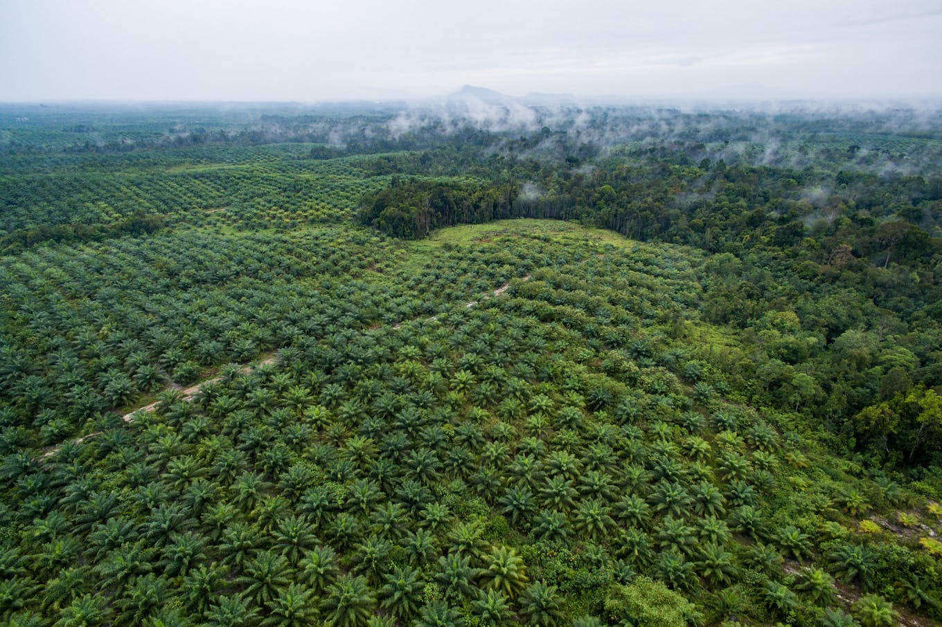 West Kalimantan palm oil plantations