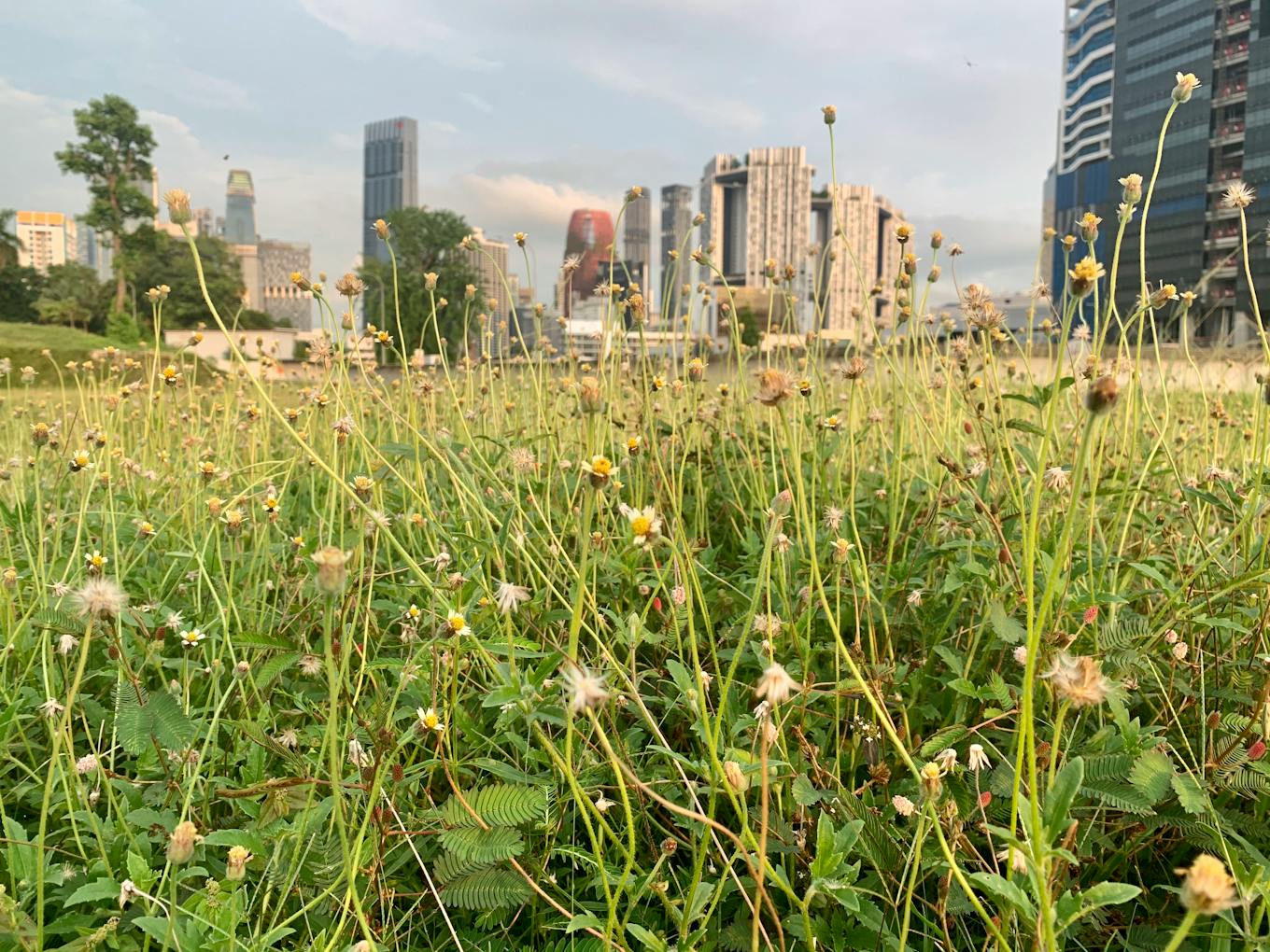 Wild daisies growing in a green space at Outram Park, central Singapore. Image: Robin Hicks/Eco-Business