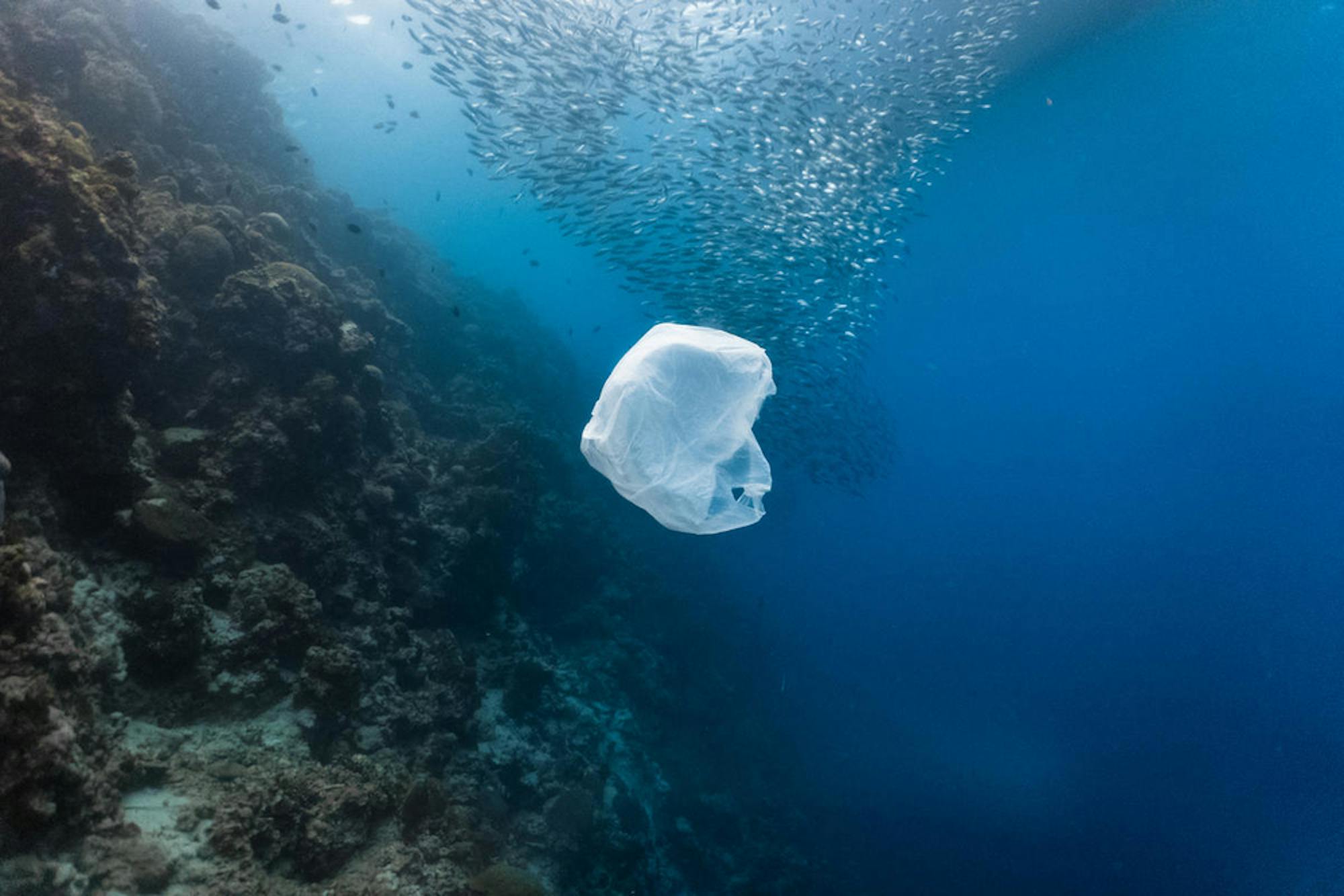 Plastic bag floats near bait ball. Image: WWF