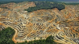 Forests cleared for palm oil cultivation.