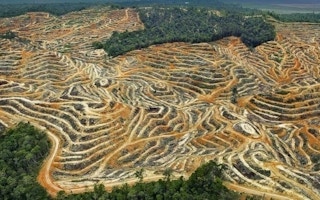 Forests cleared for palm oil cultivation-2