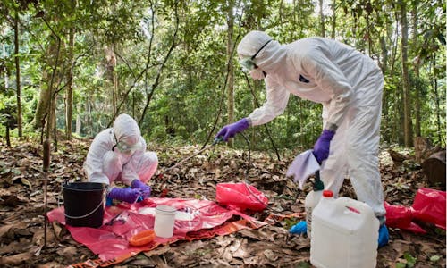 Address risky human activities now or face new pandemics, experts warn