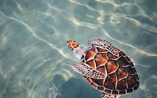 Turtle, Asia Pacific, ocean