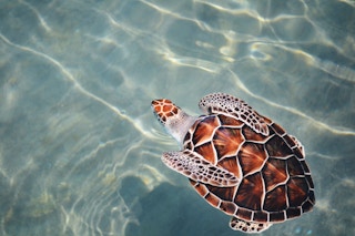 Turtle, Asia Pacific, ocean