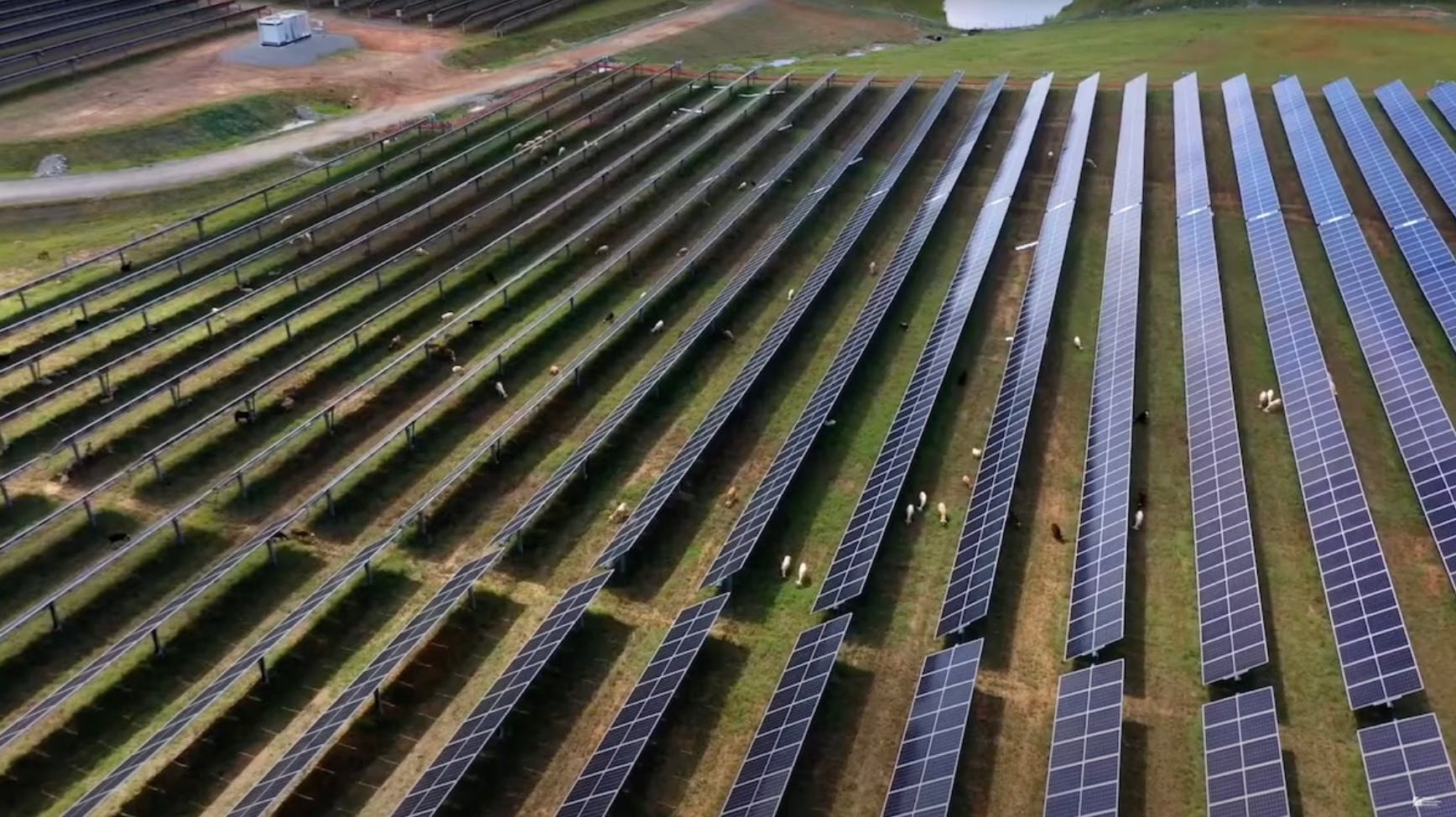 Crystal Hill Solar's 65-megawatt facility powers 10,800 homes while sheep graze between panels