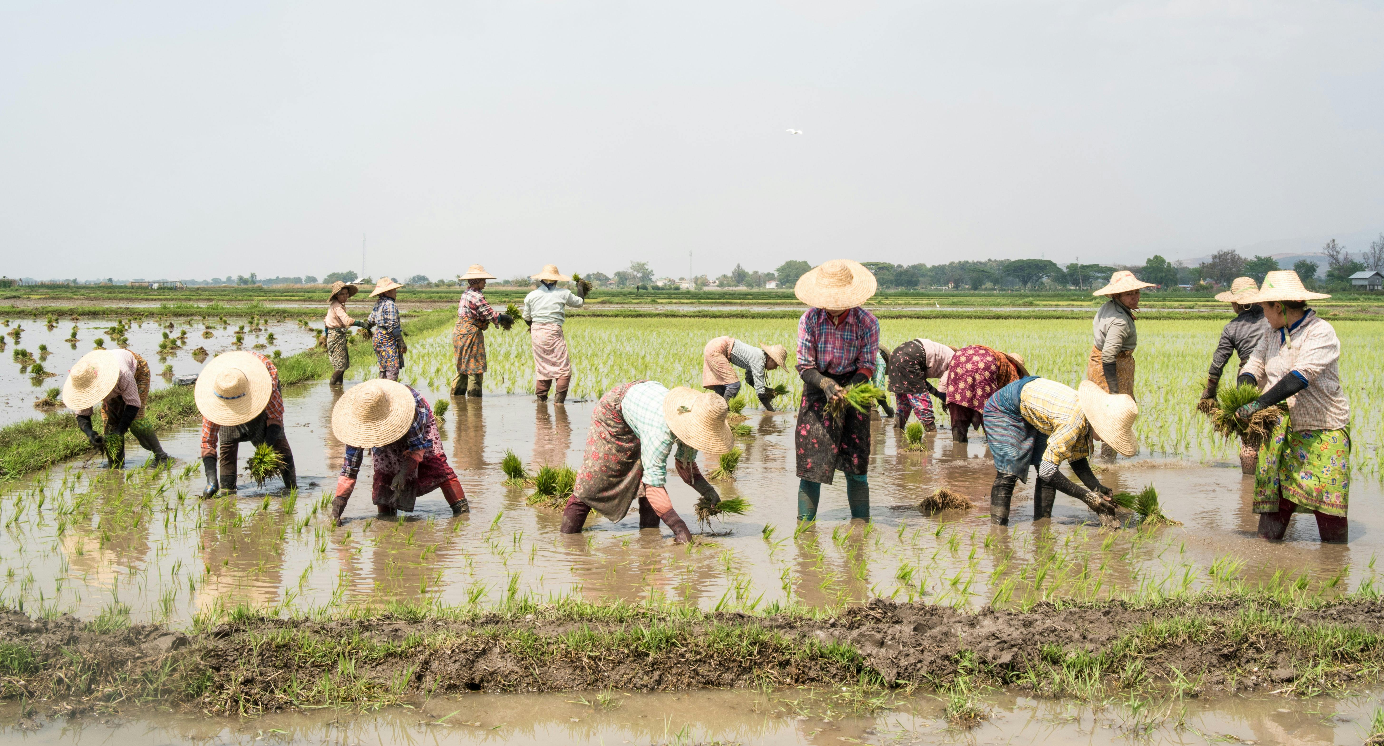 Myanmar_farm workers_women