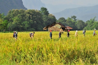 Field in Laos