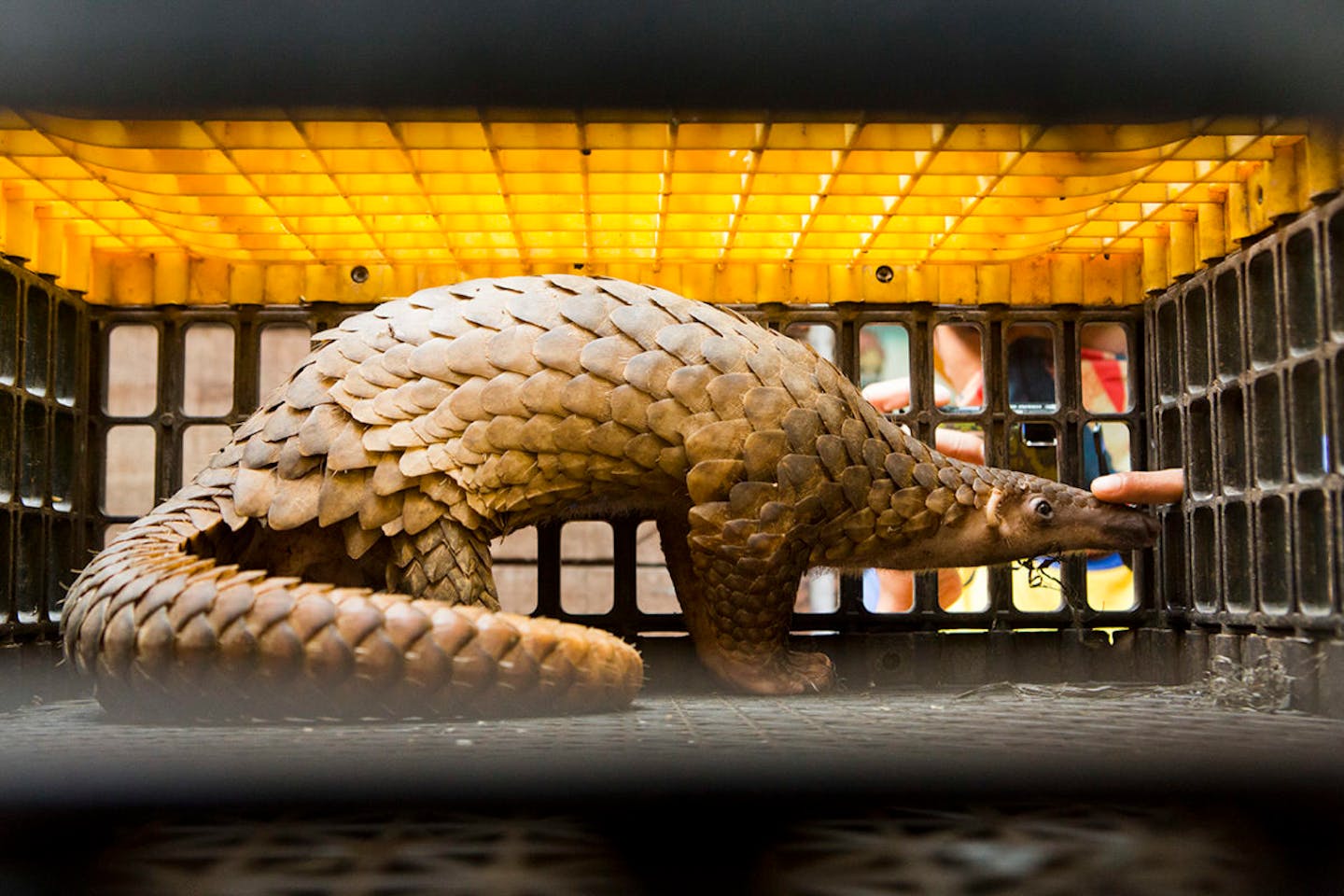 Wildlife trafficking, like everything else, has gone online during Covid-19