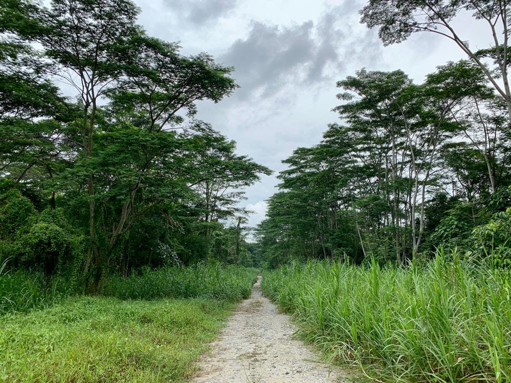 Nature based solutions