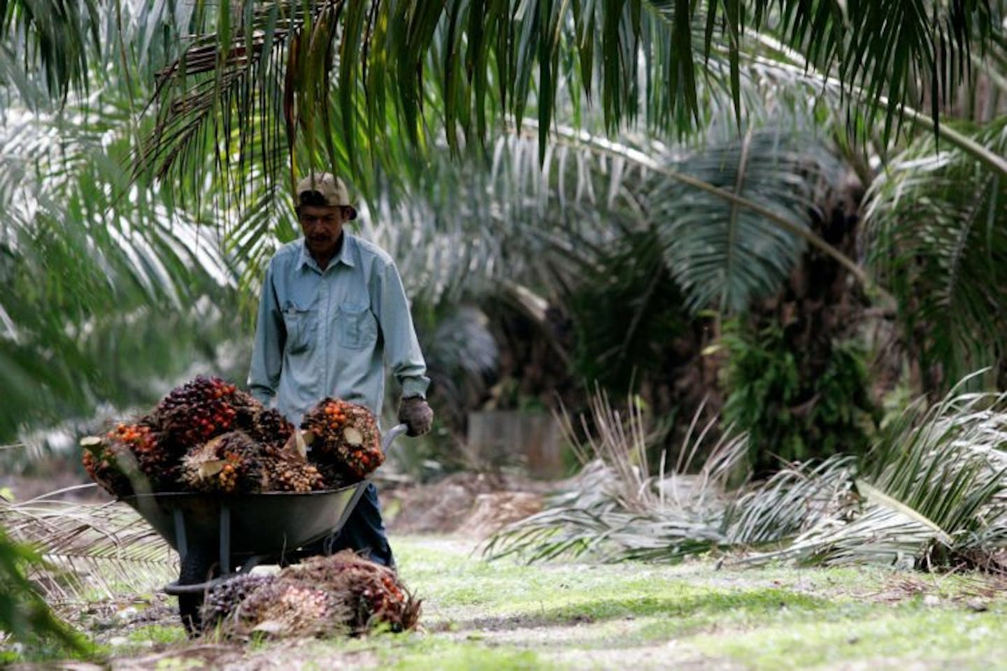 Sustainable Palm Oil