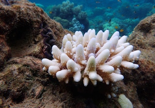 churna coral