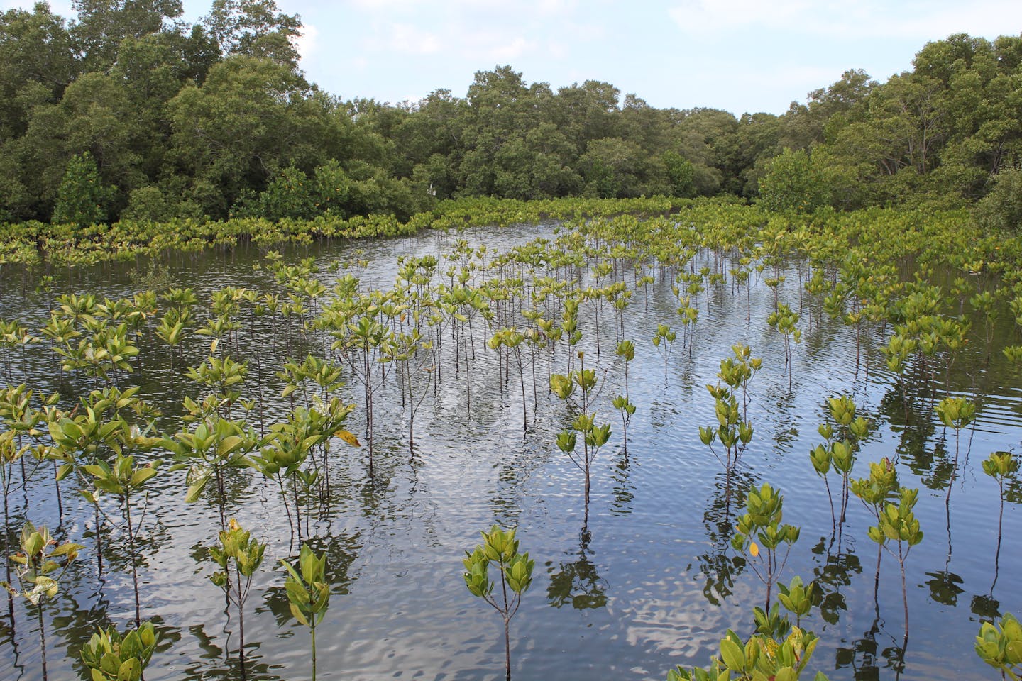 Threatened mangroves