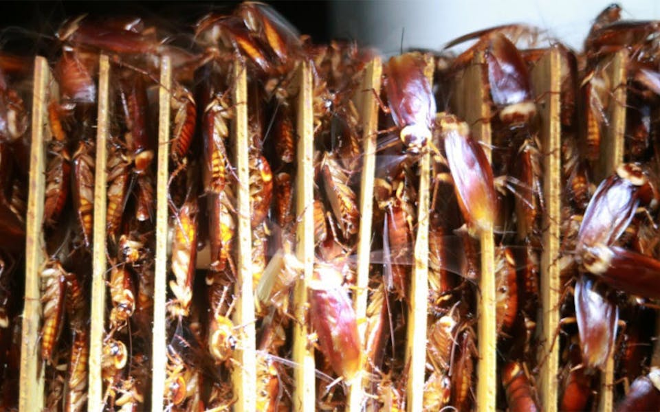 The coolest sustainability innovations of 2019 | News | Eco-Business ...