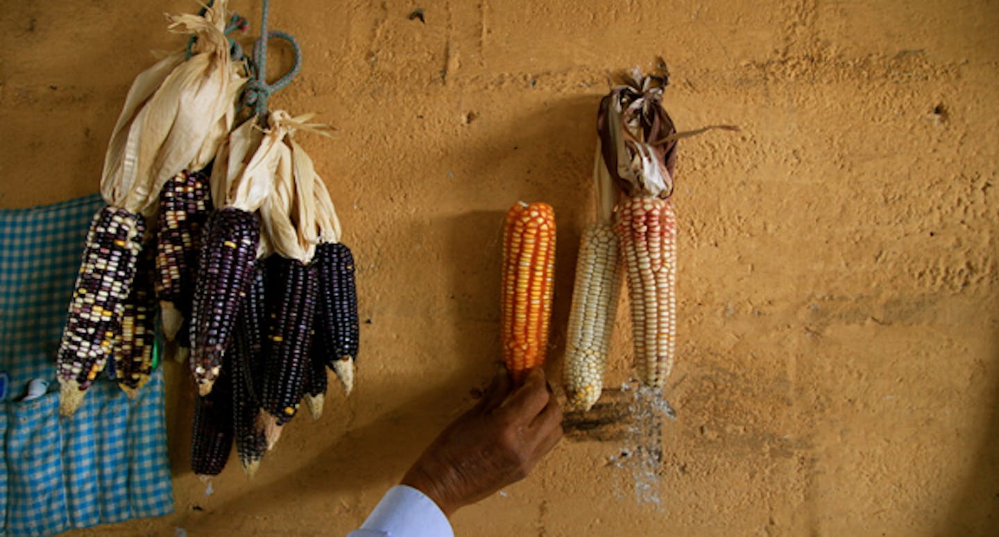 Why traditional knowledge is the key to sustainable agriculture | Opinion | Eco-Business | Asia Pacific