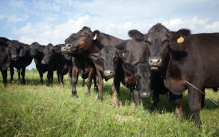 angus black cows on pasture