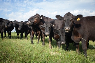 angus black cows on pasture