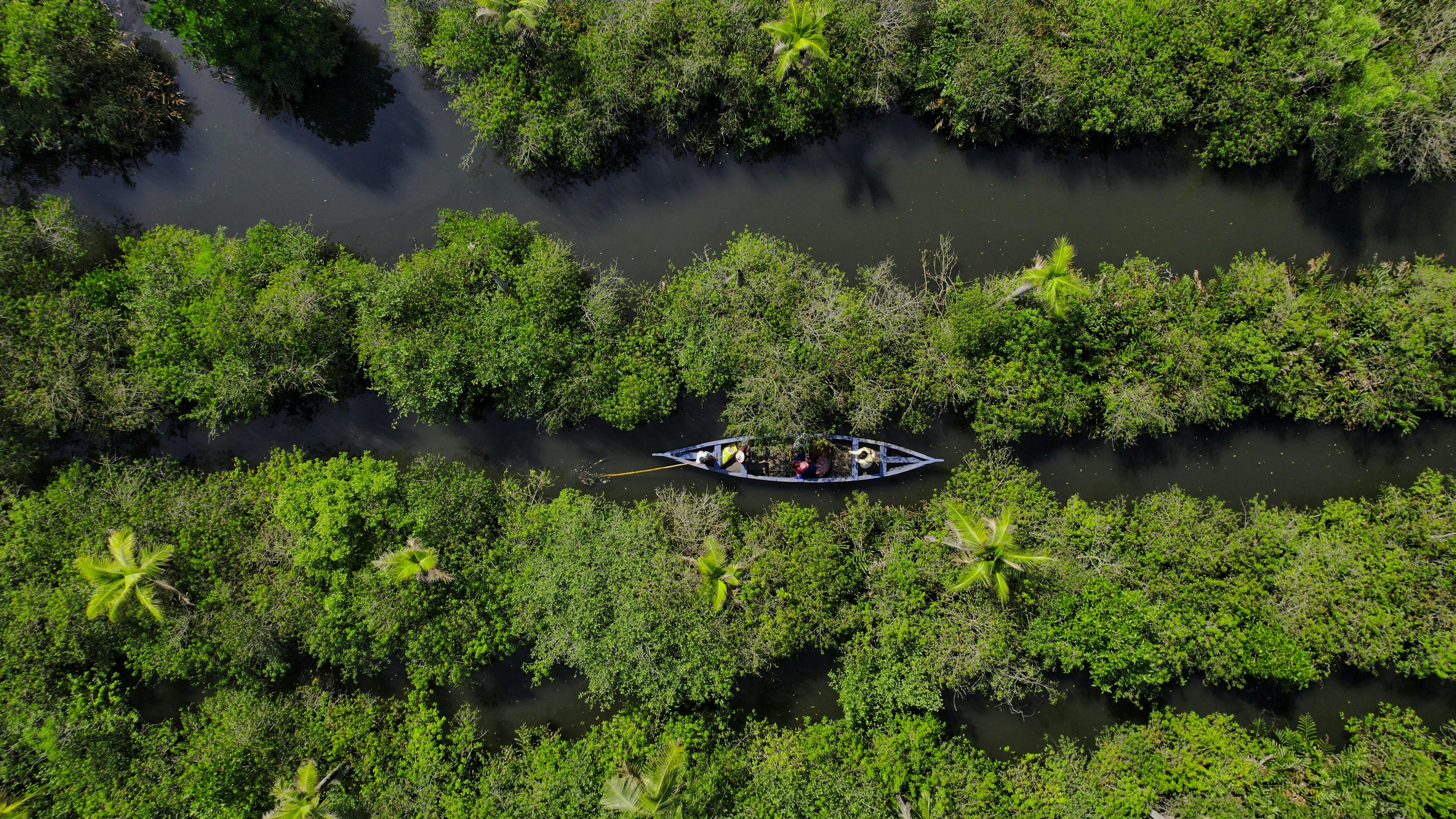 What makes multinational companies conserve mangroves in India?