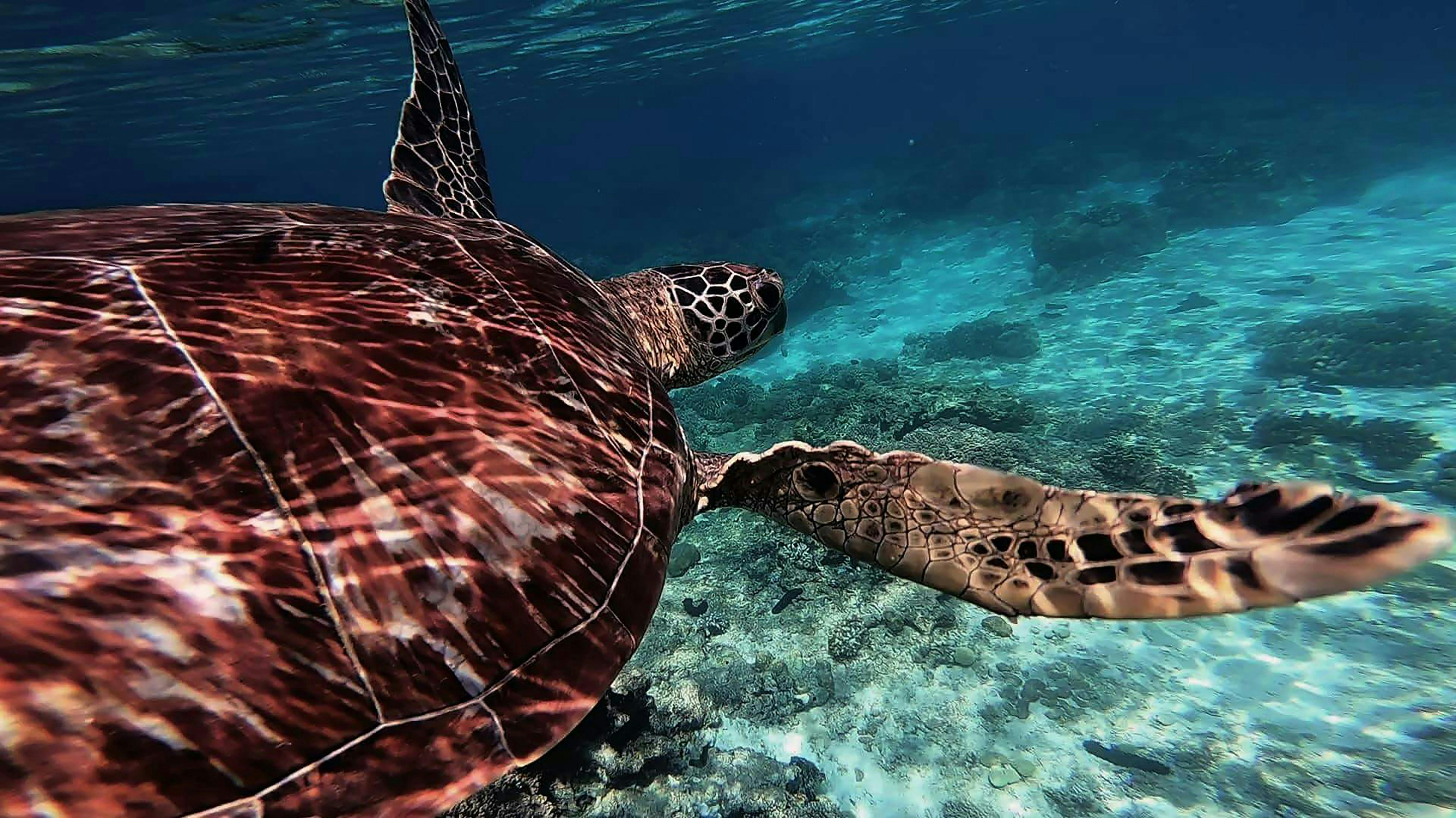 Turtle_Undersea_Apo_Dumaguete