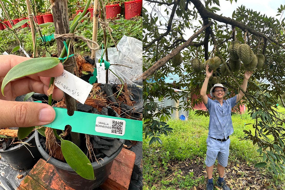 Dara Chan_farming startup_Cambodia