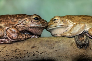 Frog friends