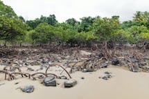 Mangroves face overwhelmingly negative impacts from climate change in a 2°C warmer world: study