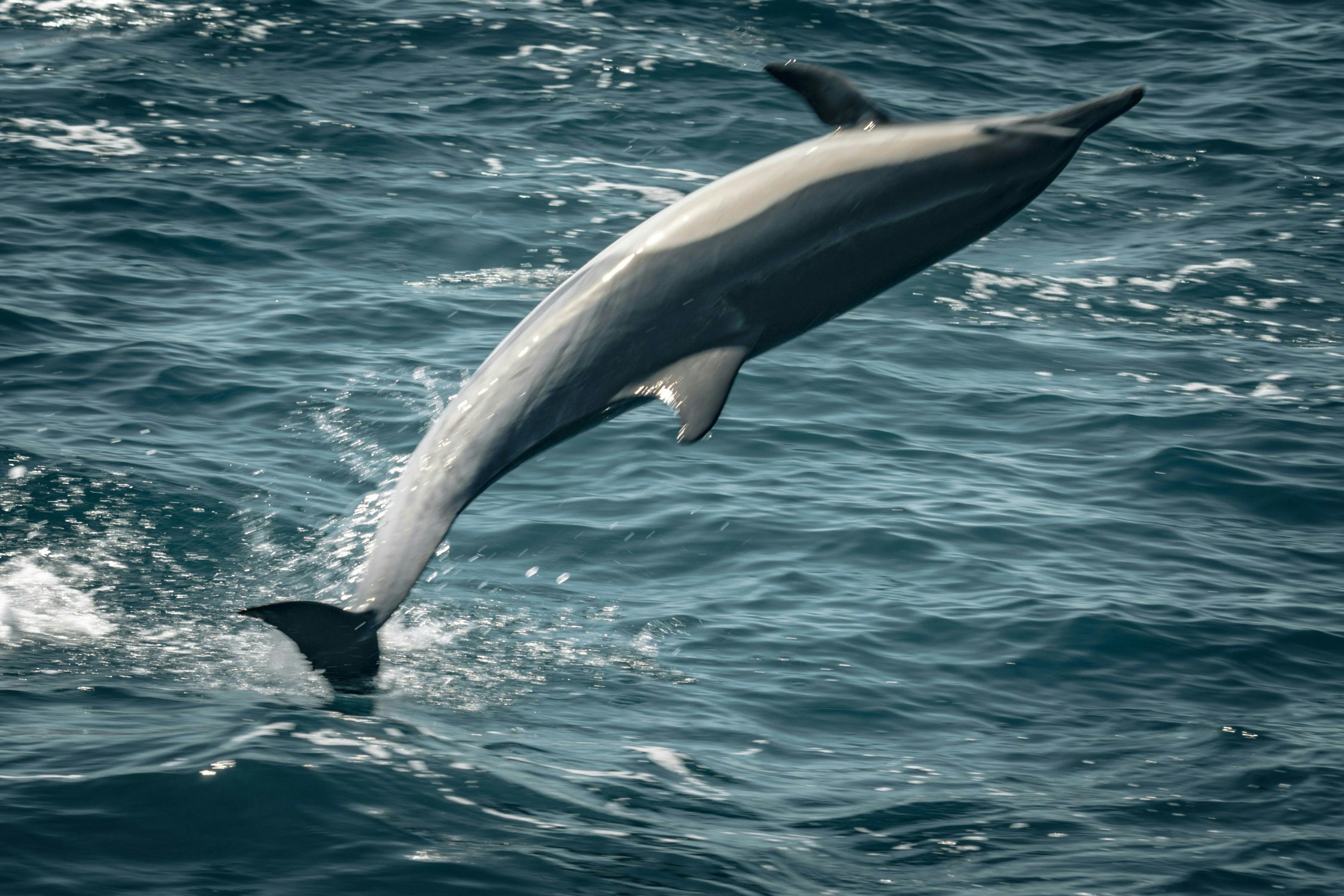 White_Dolphin_Litigation