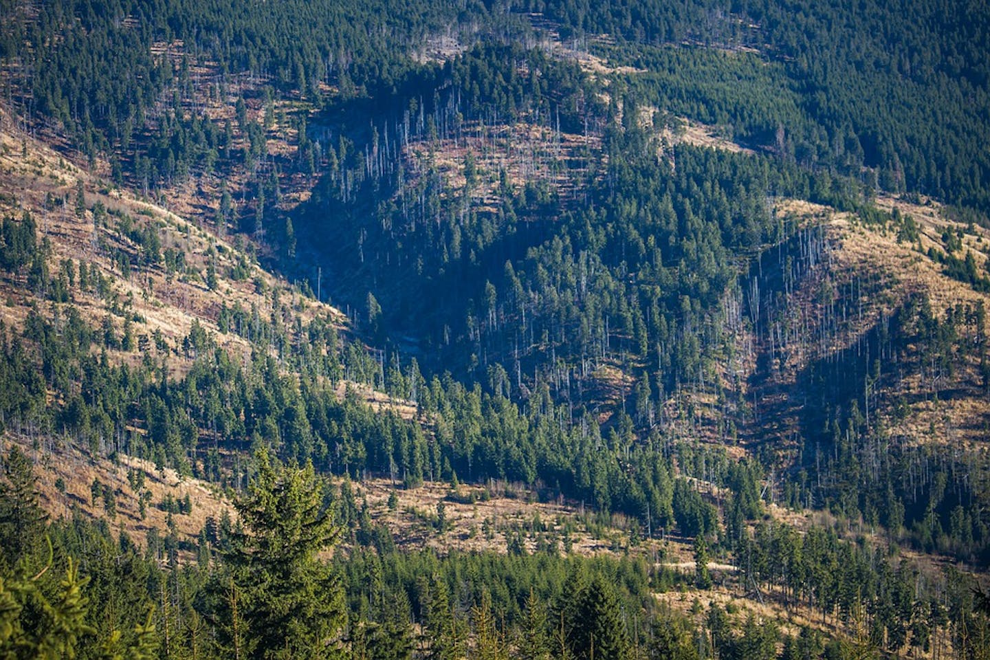 deforestation overseas