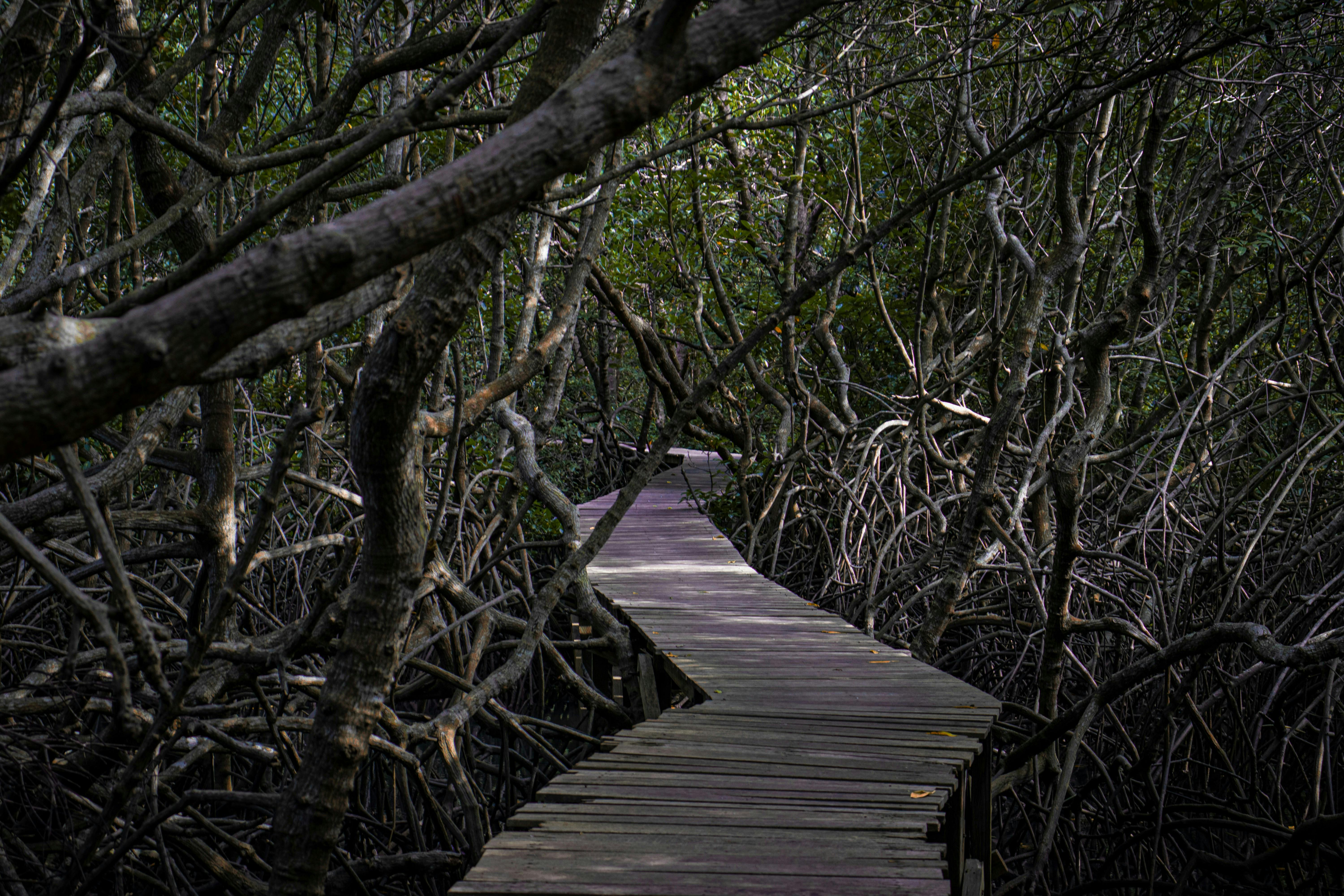 Mangroves_Boardwalk_Blue_Carbon_Philippines