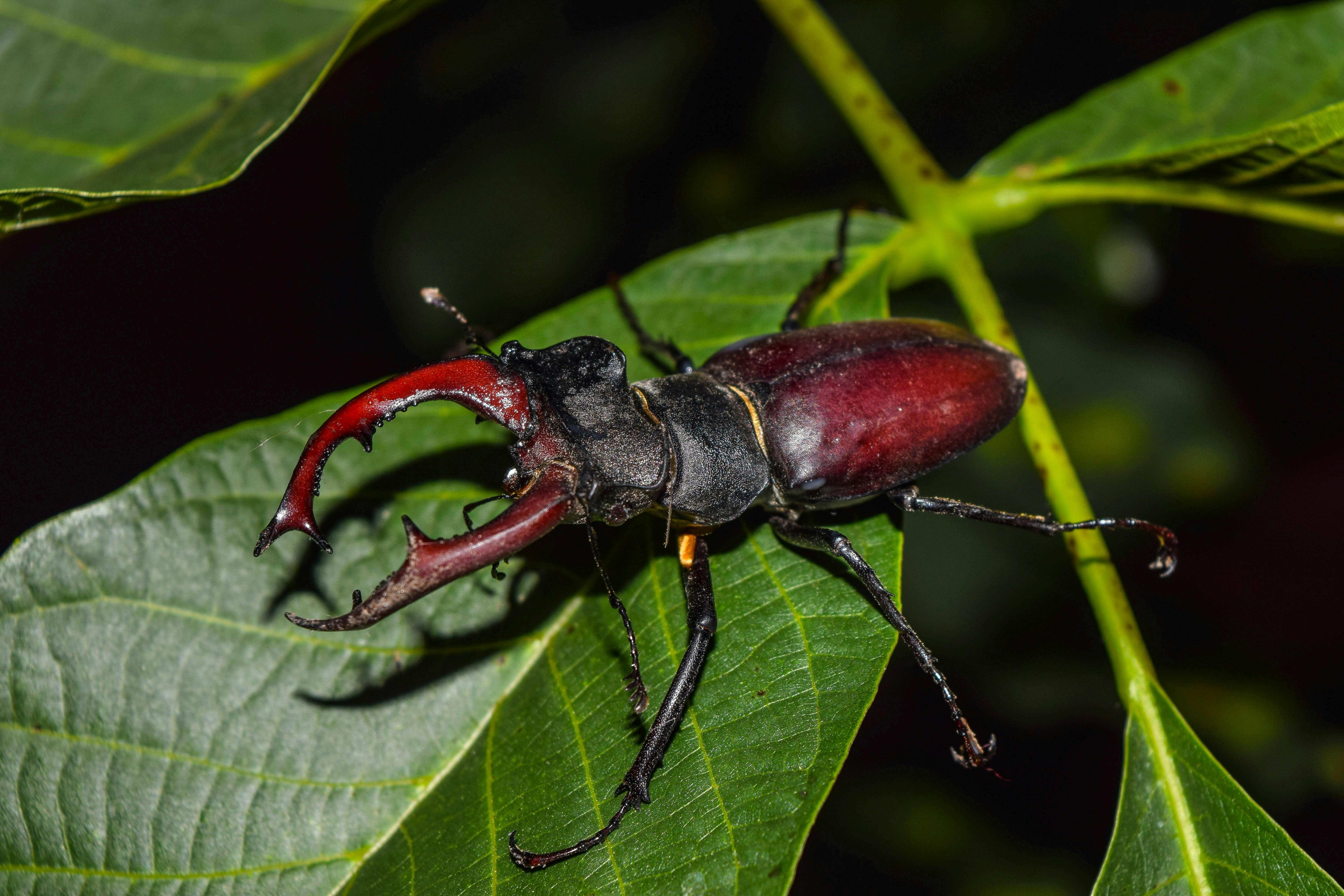 Stag beetle_insects_endangered