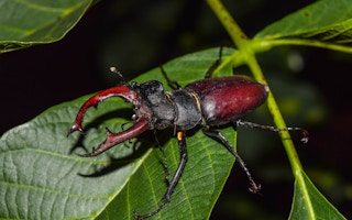 Stag beetle_insects_endangered