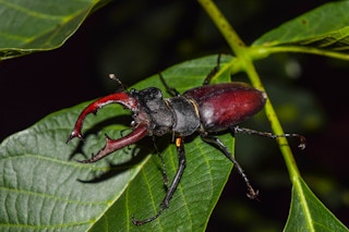 Stag beetle_insects_endangered