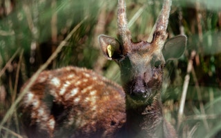 Visayan_Spotted_Deer_Talarak