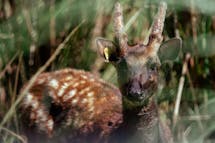 Saving deers and warty pigs: A conservation organisation's brave last stand for the West Visayan 'big five' species